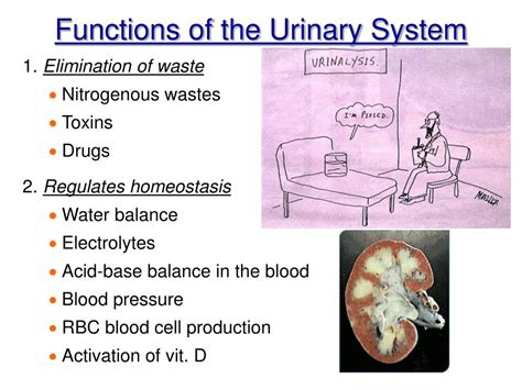 Ppt Chapter 15 The Urinary System Powerpoint Presentation Free Download Id 565152