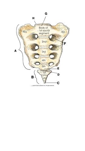 Labeling The Anterior Aspect Of Sacrum And Coccyx Flashcards Quizlet