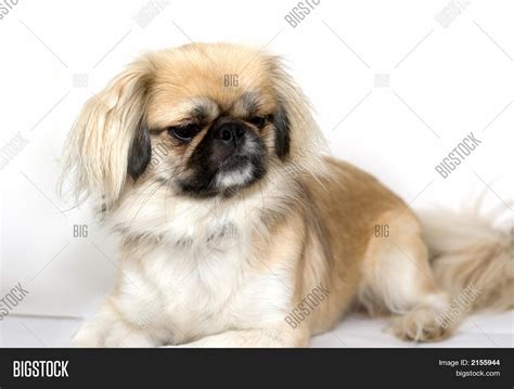 Purebred Pekingese Dog Image And Photo Bigstock