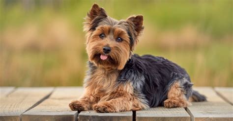 Yorkie Lifespan: How Long Do Yorkies Live? - AZ Animals