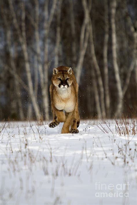 Cougar Photograph By Linda Freshwaters Arndt Fine Art America