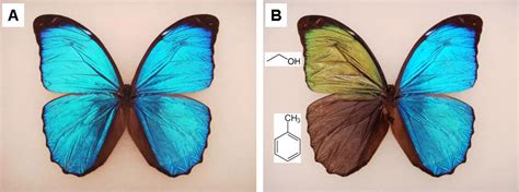 Bio Inspired Device Offers New Model For Vapor Sensing