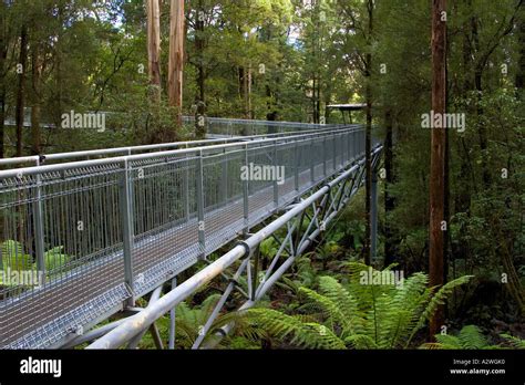 Otway Fly rainforest treetop walk, Victoria, Australia Stock Photo - Alamy