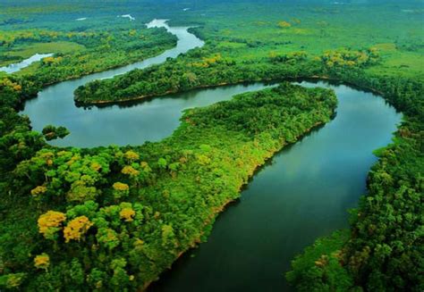 Amazônia Tudo Sobre O Bioma E Como E Guia Do Estudante