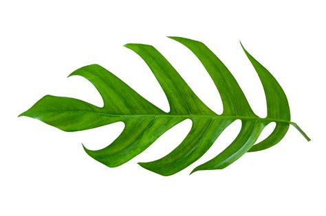 Tropical Jungle Monstera Leaves Isolated On Transparent Background Png