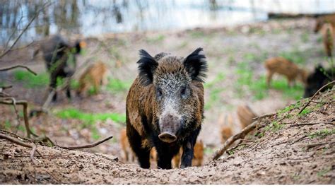 Wildschwein Berrennt J Hrige Auf Supermarkt Parkplatz