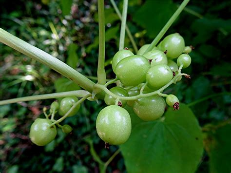 Gewöhnliche Schmerwurz Dioscorea communis Früchte Flickr