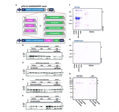 Comparison Of Expression Constructs For Optimization Of Sars Cov S