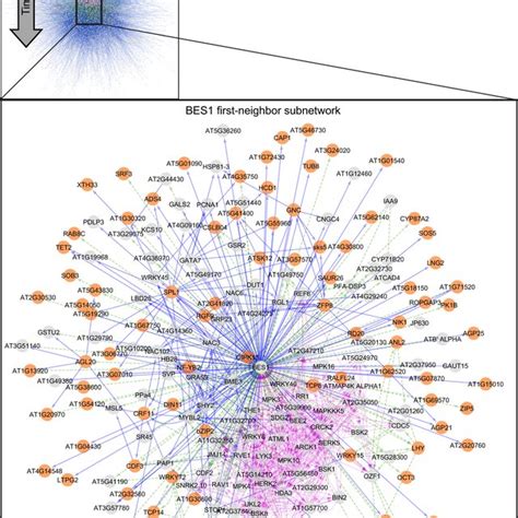 Integration Of Tf Centered And Kinase Signaling Networks Top Merged