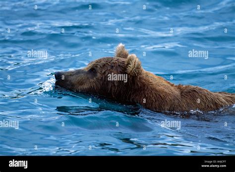 Grizzly bear swimming Stock Photo - Alamy