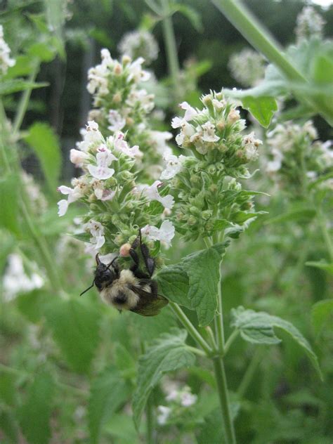 Catnip Seeds Hudson Valley Seed Company