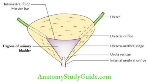 Urinary Bladder Trigone Anatomy - Anatomy Study Guide