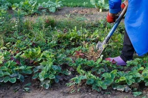 10 Outils Pour Enlever Les Mauvaises Herbes