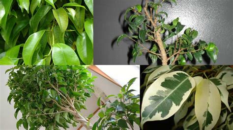 Ficus Benjamina Come Coltivare Guida Giardino