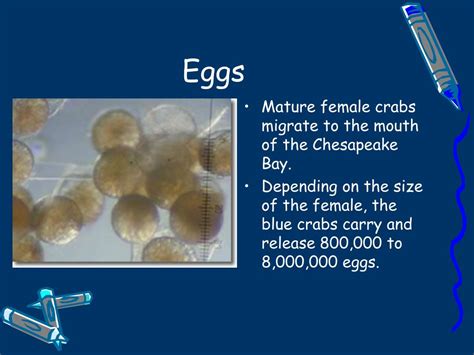 PPT - Life Cycle of the Blue Crab PowerPoint Presentation, free ...