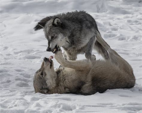 Wolf Pack Playing in the Snow. Stock Photo - Image of winter, lupus ...