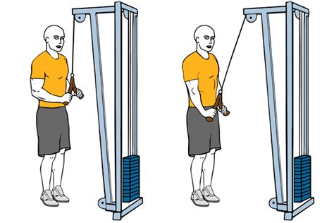 Anatomical Adaptation Day 1 Exercises Workouts And Routines