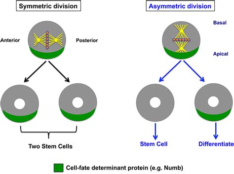 Frontiers Asymmetric Cell Division Of Stem Cells In The Lung And