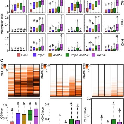 Ape2 Functions Downstream Of Ros1 In Active Dna Demethylation