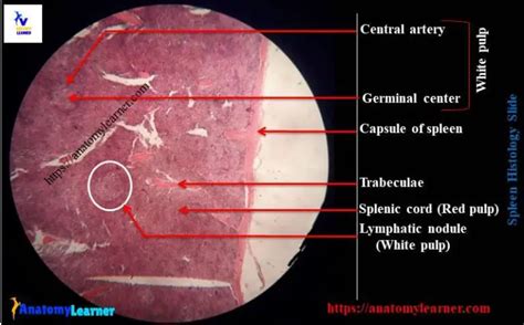 Spleen Histology - White Pulp and Red Pulp Histology with Labeled ...