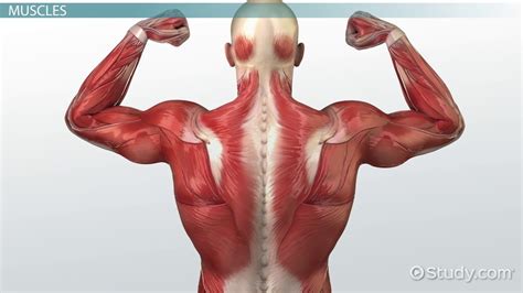 Important Structures And Vocabulary Of The Muscular System Video