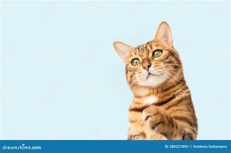 Bengal Cat On A White Background With A Paw Raised Up Stock Photo