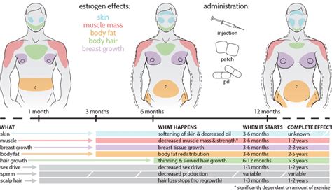 Body Stages Of Mtf Transition Timeline