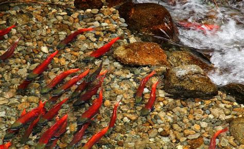 Spawning Kokanee Sockeye Salmon Stock Photo - Image of food, breeding ...