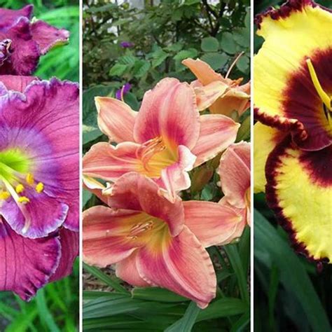 Daylily Bulbs Reblooming Hemerocallis Fulva For Planting Professional