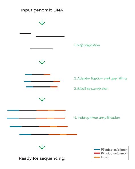 What Is Dna Methylation Zymo Research Zymo Research International