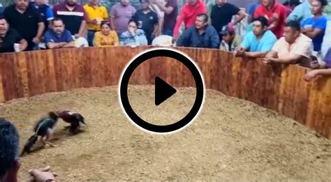 Pelea De Gallos En Enero Gran Copa Dorado Torneos