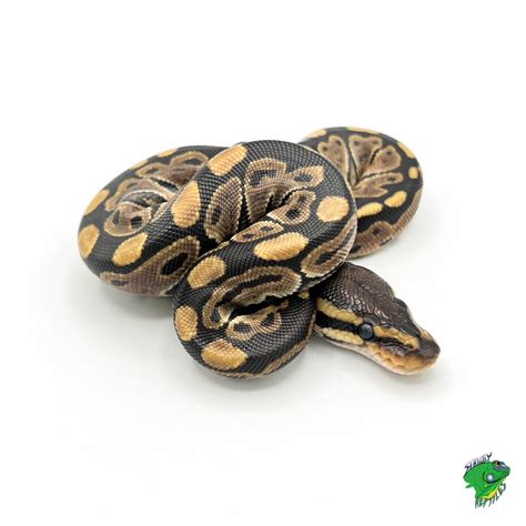 Clown Super Pastel Ball Python – hatchlings – Strictly Reptiles Inc.