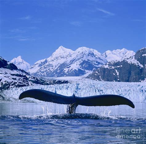 Whale Fluke Photograph by John Hyde - Printscapes