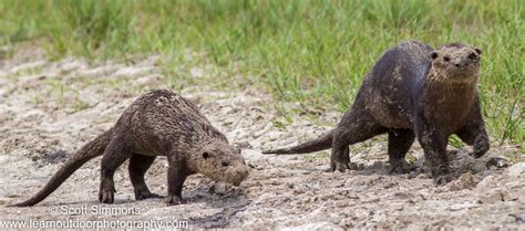 River Otter | Focusing on Wildlife