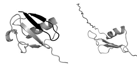 Folded State Left And An Unfolding Intermediate Right Of Ubiquitin