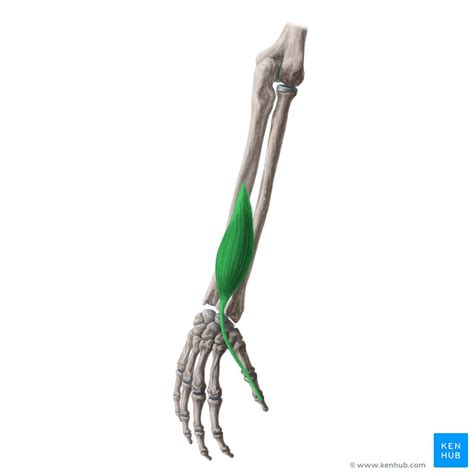 Extensor pollicis longus: Anatomy, innervation, function | Kenhub