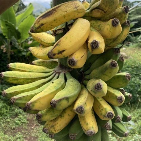 Farmizen Virupakshi Hill Banana Organic Pre Orders Bangalore