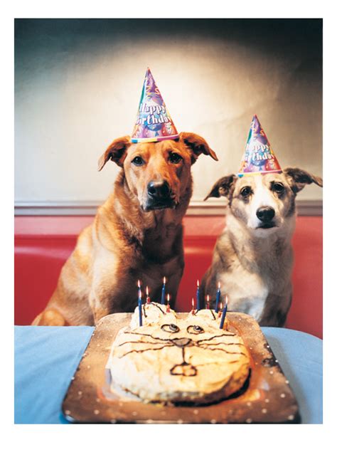 Dogs In Birthday Hats | ubicaciondepersonas.cdmx.gob.mx