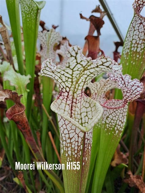 Sarracenia Moorei Wilkerson Bog H155 X Moorei Orange X Flava Atropurpurea