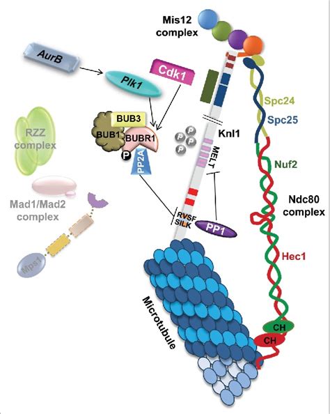 How The Sac Gets The Axe Integrating Kinetochore Microtubule