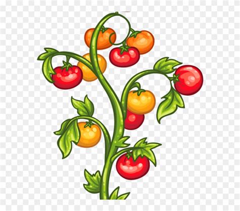 Tomato plant growth stages isolated on white background. - Clip Art Library