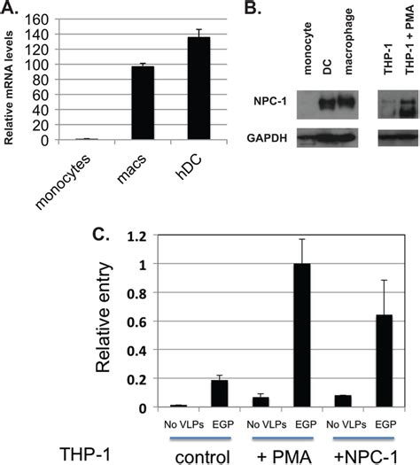 Ebola Virus Exploits A Monocyte Differentiation Program To Promote Its