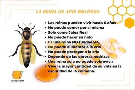 Curiosidades De La Abeja Reina Apis Mellifera Ecocolmena