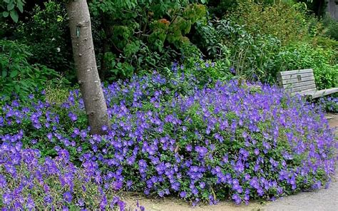 Buy Rozanne Hardy Geranium Cranesbill Free Shipping Wilson Bros