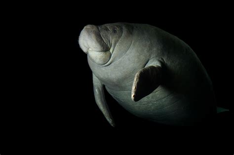 Inside efforts to weaken the Endangered Species Act