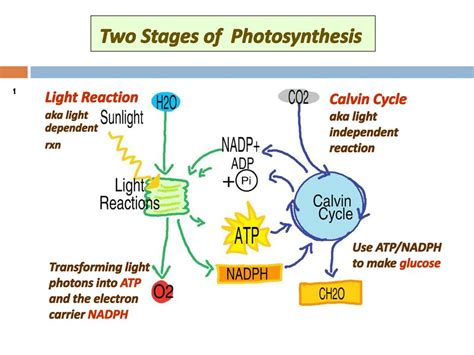 Two Stages Of Photosynthesis