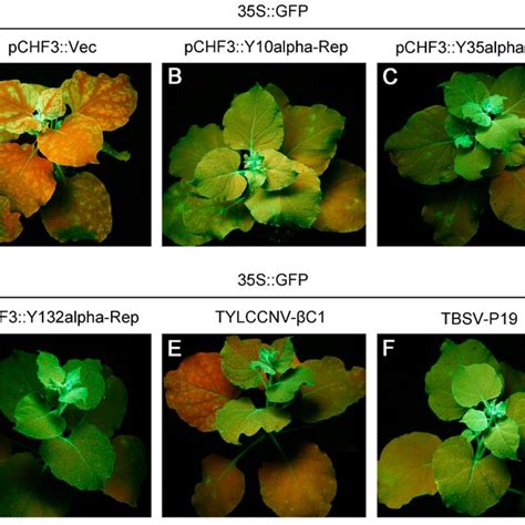 Alpha Reps Suppress The Post Transcriptional Gene Silencing Ptgs Of Download Scientific