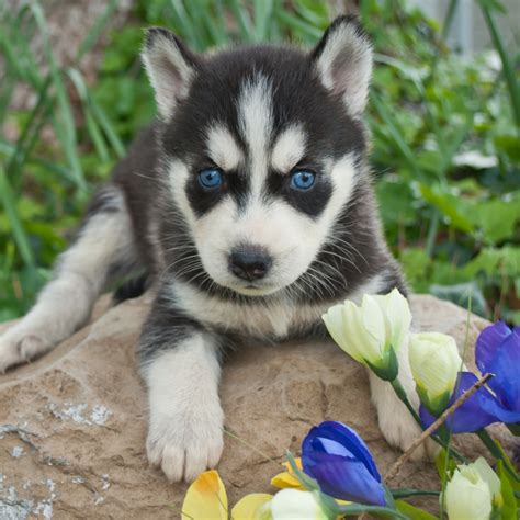 how long to siberian huskies live