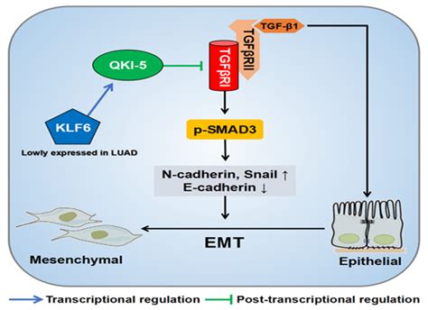 Quaking Suppresses Tgf Induced Emt And Cell Invasion In Lung