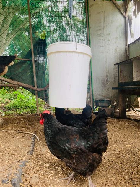 Our 5 Gallon Bucket Chicken Feeder Super Easy Diy And Vermin Proof Outdoor Happens Homestead